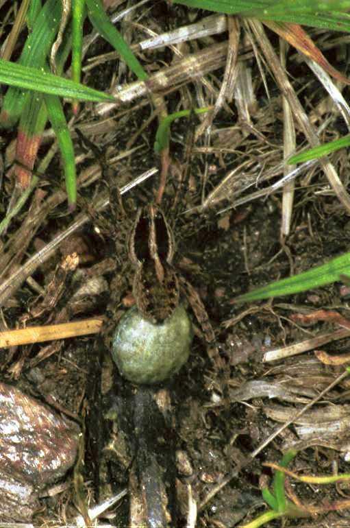 Pardosa_monticola_F1428_Z_79_Mont Aigoual_Frankrijk.jpg